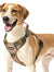 Dog wearing a beige harness on a white background