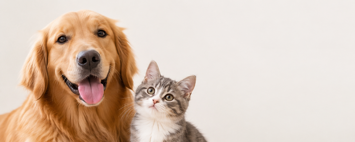 A golden retriever dog and a gray tabby kitten sitting side by side on a light surface against a plain off-white wall, with a blurred green plant in the foreground and faint paw prints in the upper right.