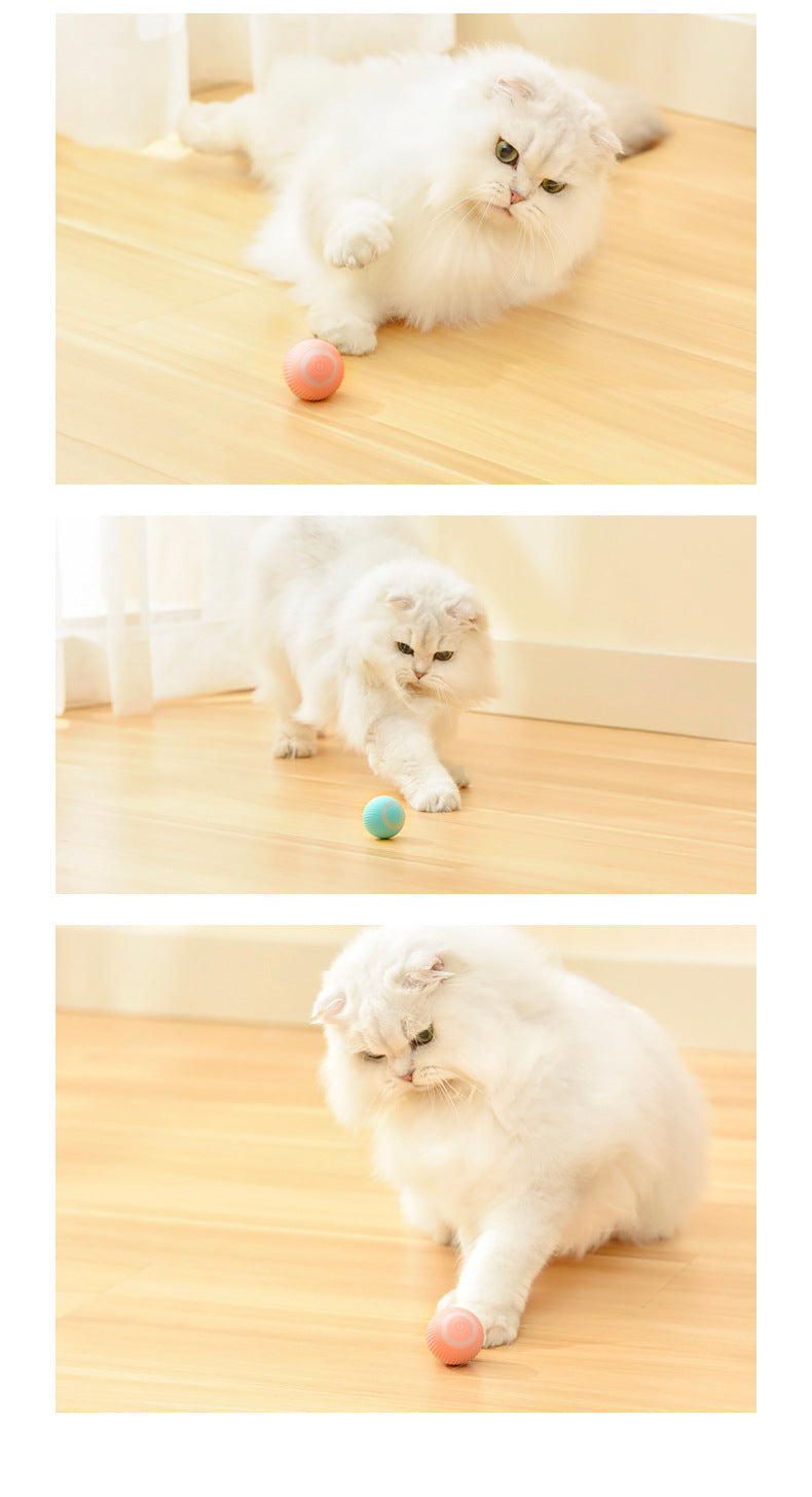 White cat playing with colorful balls on a wooden floor