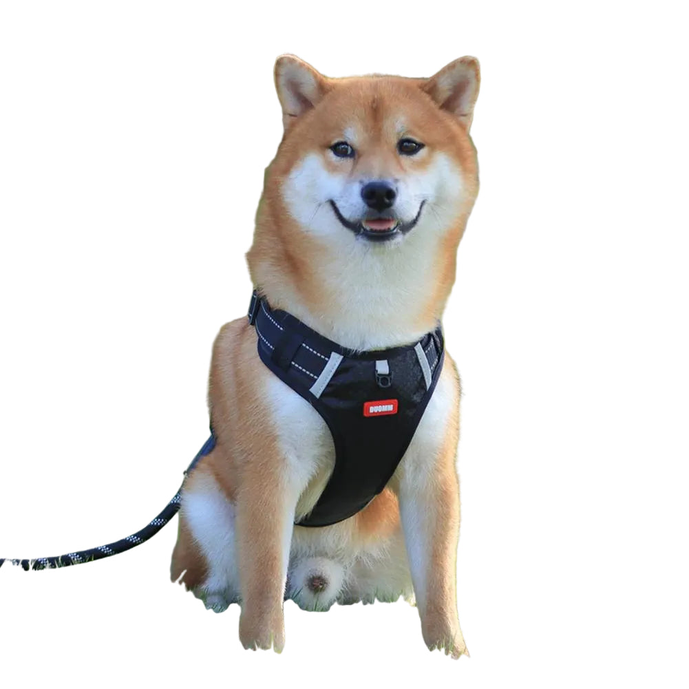Dog wearing a red harness sitting on grass with trees in the background
