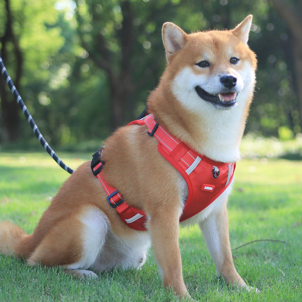 Dog wearing a red harness sitting on grass with trees in the background