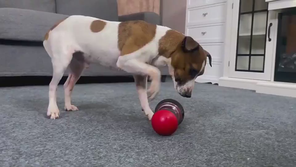 Interactive food dispensing dog toy tumbler, slow feeding puzzle ball demonstration