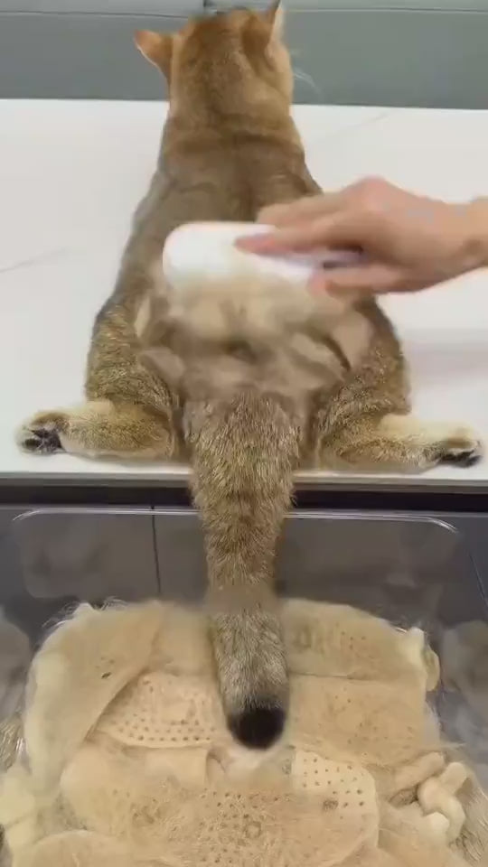 3-in-1 electric steam grooming brush demonstration