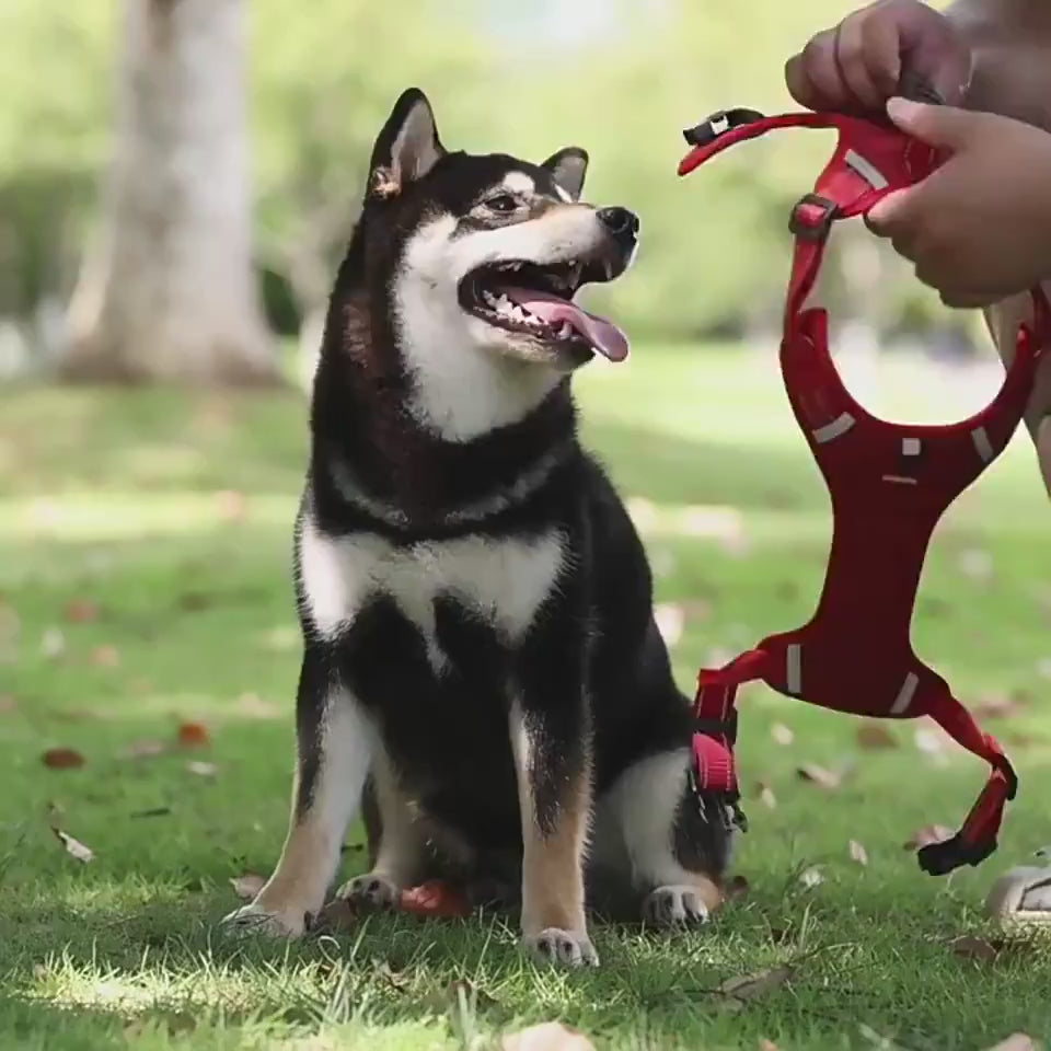 Nylon no-pull dog harness with reflective vest demonstration