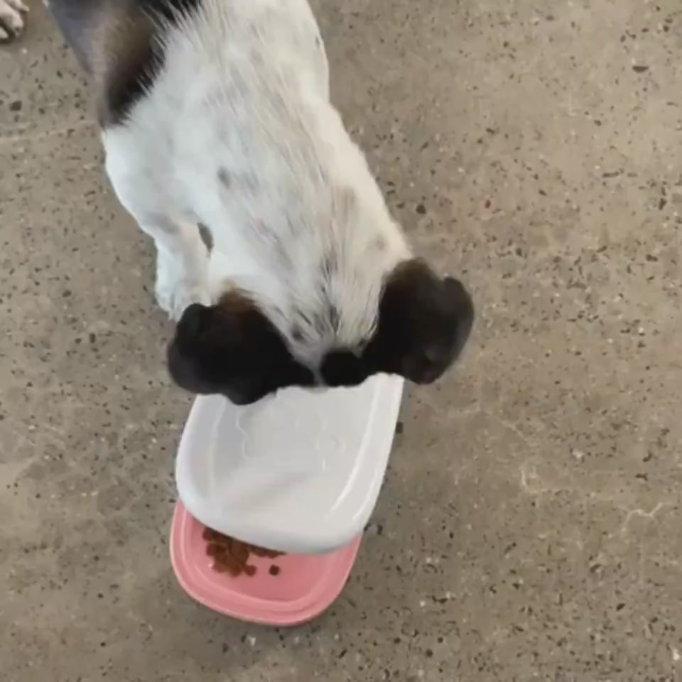 Automatic pet feeder with smart timer and stainless steel bowl demonstration